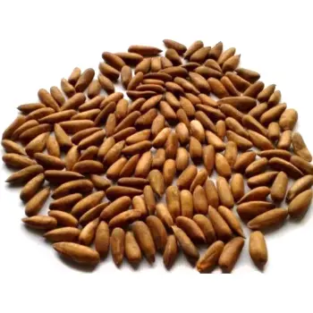 Natural Pine Nuts